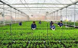 TOP các ngành xuất khẩu lao động Hàn Quốc được săn đón nhất hiện nay - LABS Academy